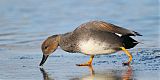 Gadwall